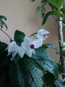 (65+ Photos & Vidéos) + Avis