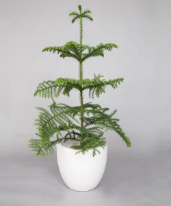 (65+ Photos & Vidéos) + Avis