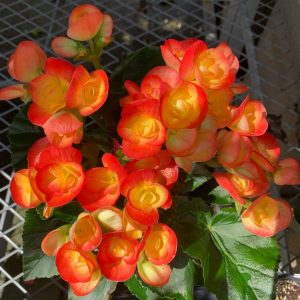 (45+ Photos & Vidéos) + Avis