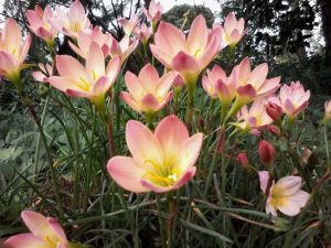 (60+ Photos & Vidéos) + Avis