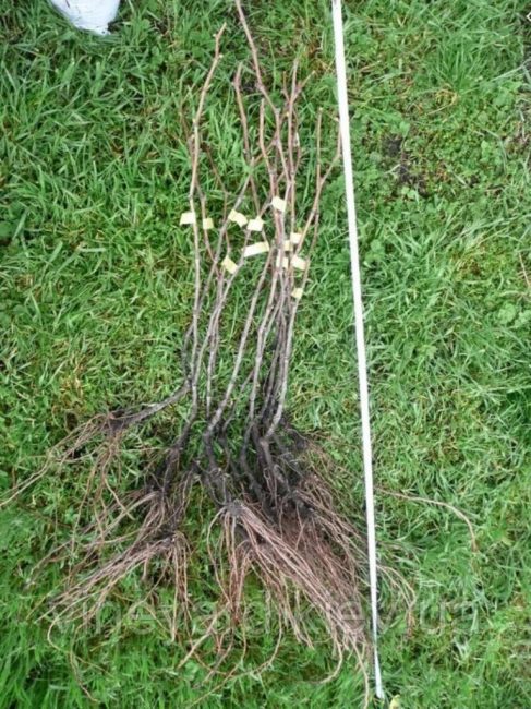 Les semis de raisin bisannuels ont un système racinaire ramifié