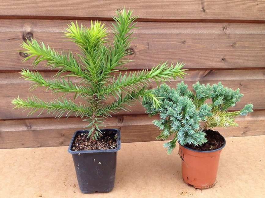 Photo d'une plante dans des pots stables