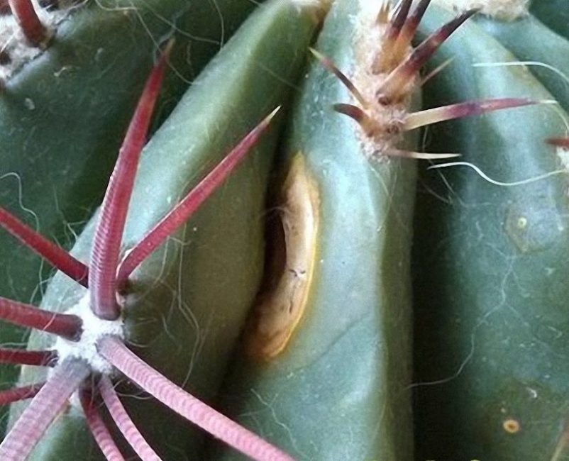 L'un des types de décomposition est la défaite d'un cactus par des taches blanches.