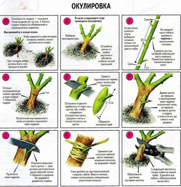 Schéma de bourgeonnement détaillé
