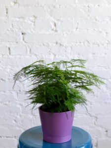 (50+ Photos & Vidéos) + Avis