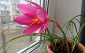 (60+ Photos & Vidéos) + Avis