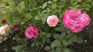 Roses Polyanthus: description de 11 variétés, caractéristiques de la culture à partir de graines à la maison (75+ Photos & Vidéos) + Avis