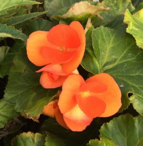 (45+ Photos & Vidéos) + Avis