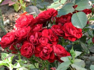 Roses Polyanthus: description de 11 variétés, caractéristiques de la culture à partir de graines à la maison (75+ Photos & Vidéos) + Avis