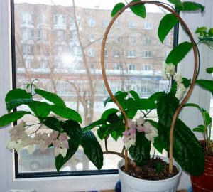 (65+ Photos & Vidéos) + Avis