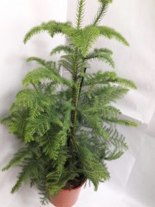 (65+ Photos & Vidéos) + Avis