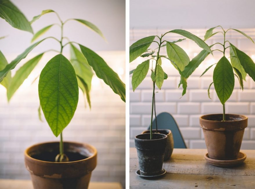 Jeune arbre au tronc fin