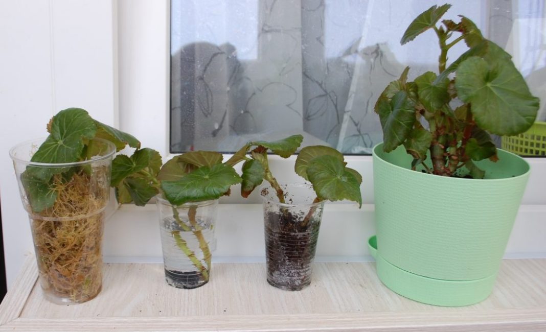 boutures de bégonia enracinées