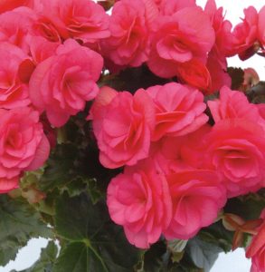 (45+ Photos & Vidéos) + Avis