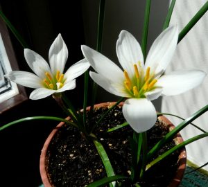 (60+ Photos & Vidéos) + Avis