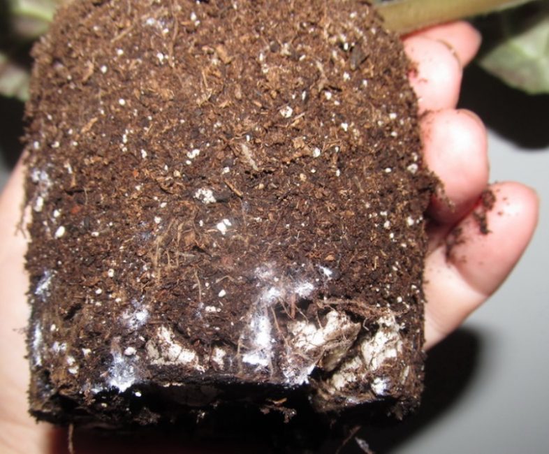 Vous pouvez détecter un ver par des traces d'activité vitale - de petits morceaux blancs