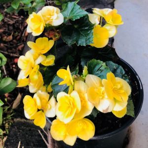 (45+ Photos & Vidéos) + Avis