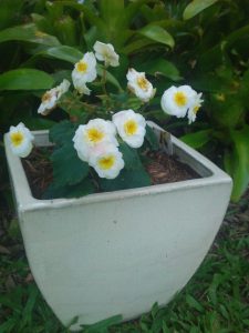 (45+ Photos & Vidéos) + Avis