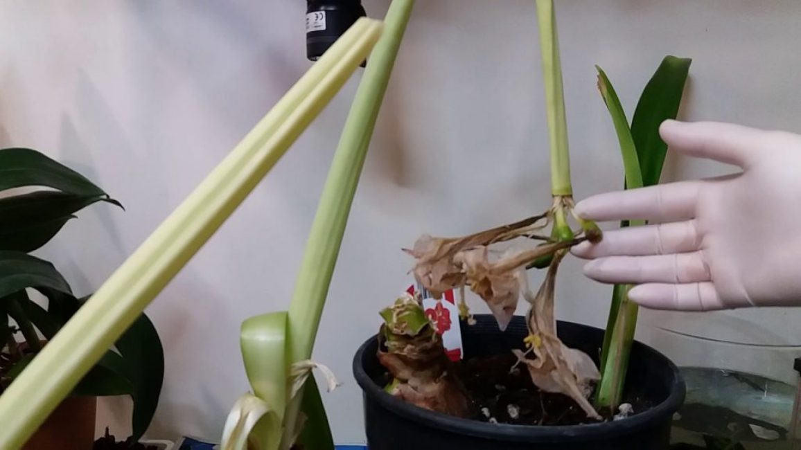 Amaryllis après la floraison