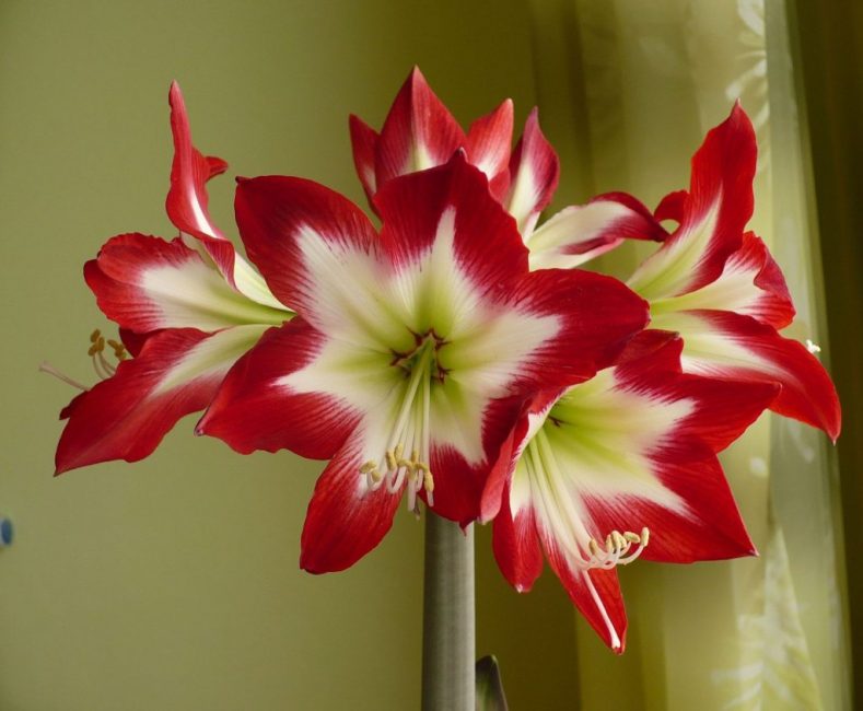 Amaryllis
