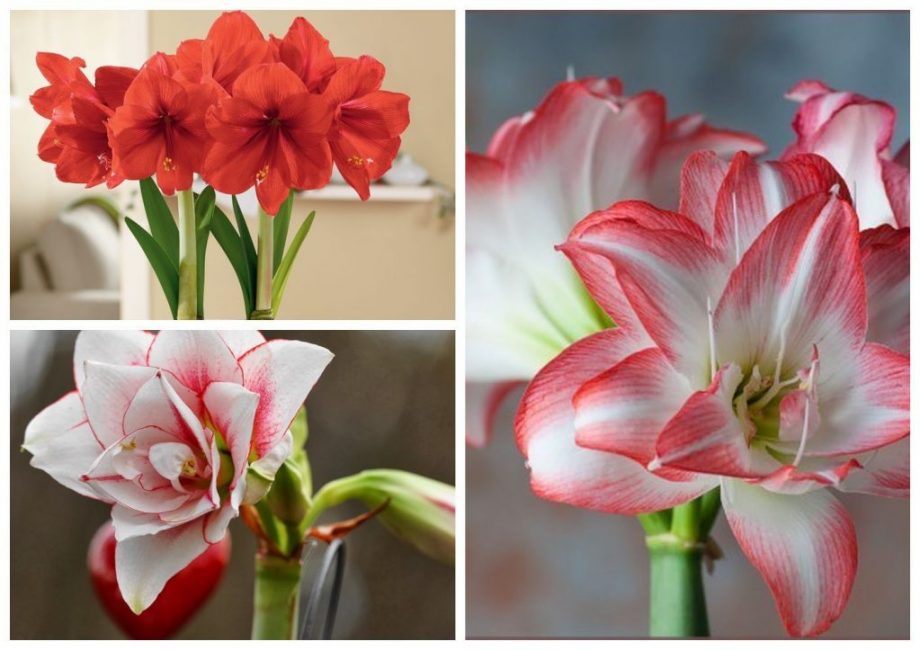 Amaryllis