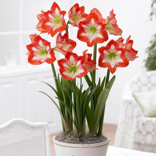 Amaryllis