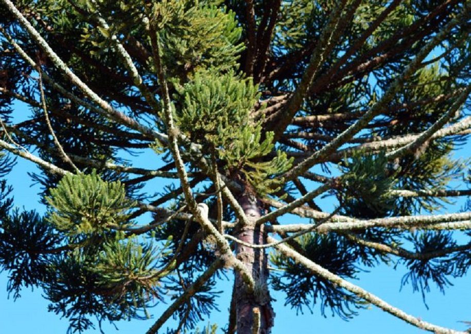 Araucaria angustifolia