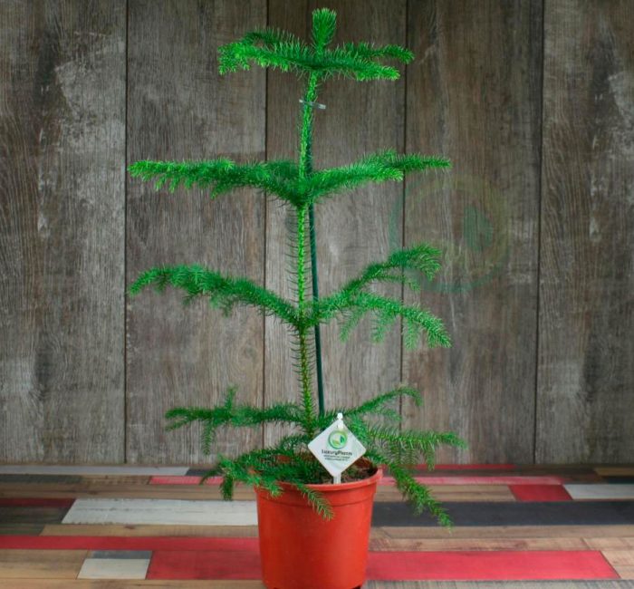 Araucaria (épicéa d'intérieur)