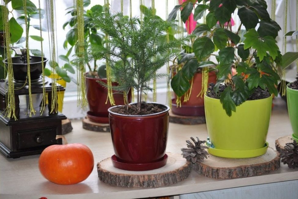 Sapin de Noël d'intérieur Araucaria