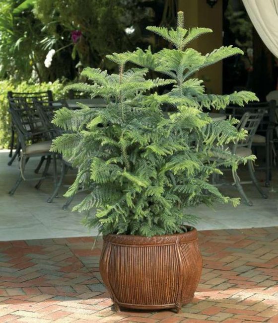 Araucaria hétérophylle