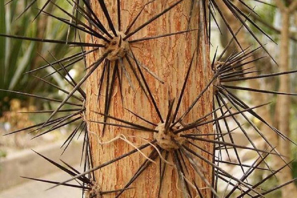 Aréoles de forme inhabituelle sur des variétés de cactus arborescentes