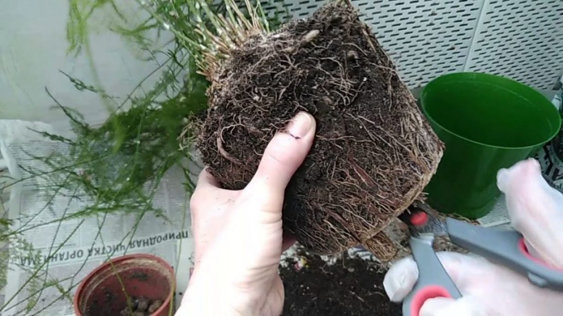 Asperges. Transfert.