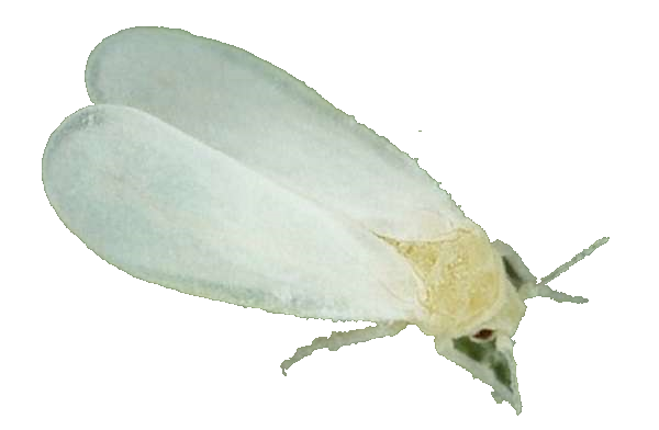 Avocat : cultiver à la maison à partir de la graine