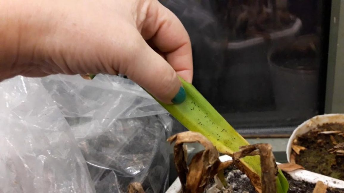 Lutte antiparasitaire sur les plantes d'intérieur