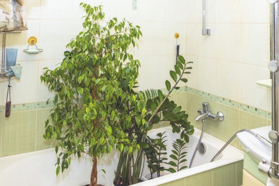 Lutte antiparasitaire sur les plantes d'intérieur