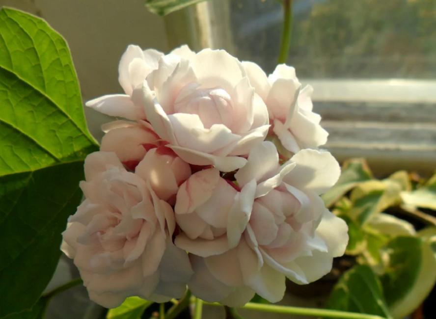 Clerodendrum philippinum