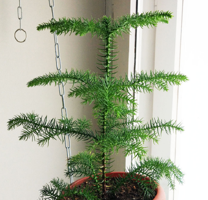 Arbre qui pousse près de la fenêtre
