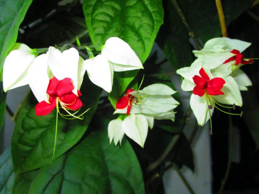 Photo en gros plan de fleurs