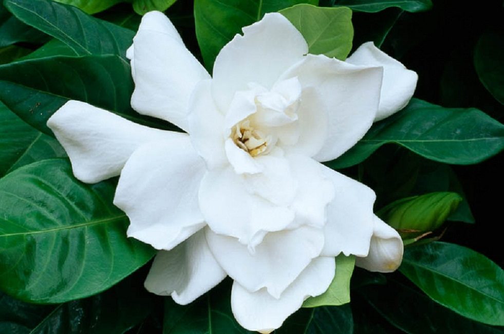 Gardénia Fortuneana