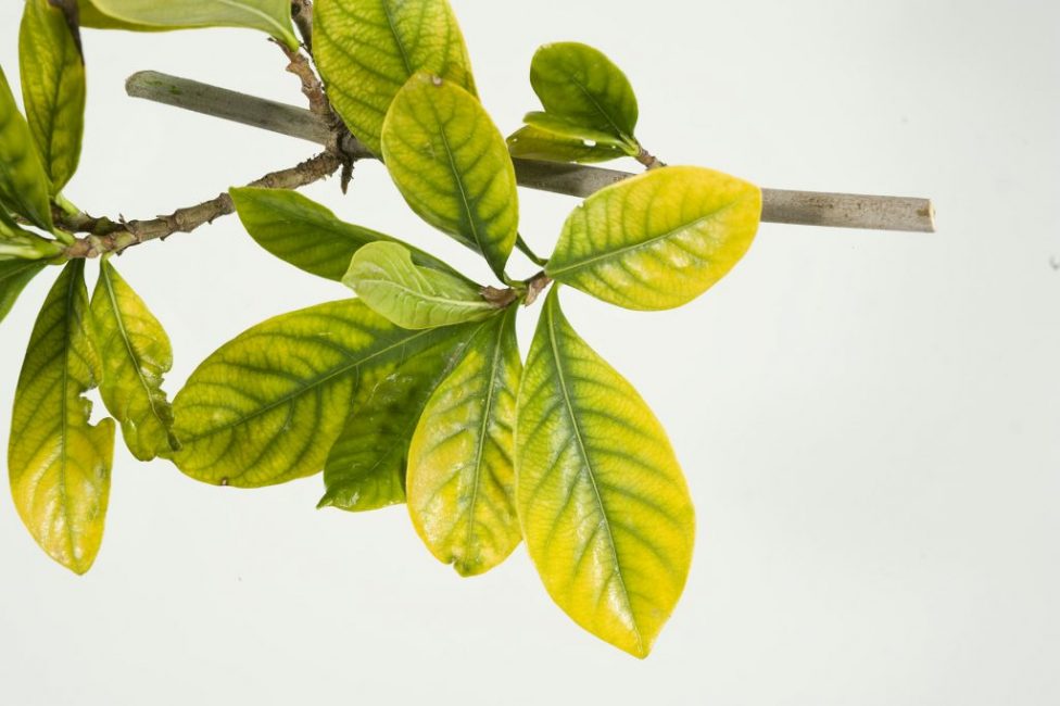 Gardénia jasmin d'intérieur