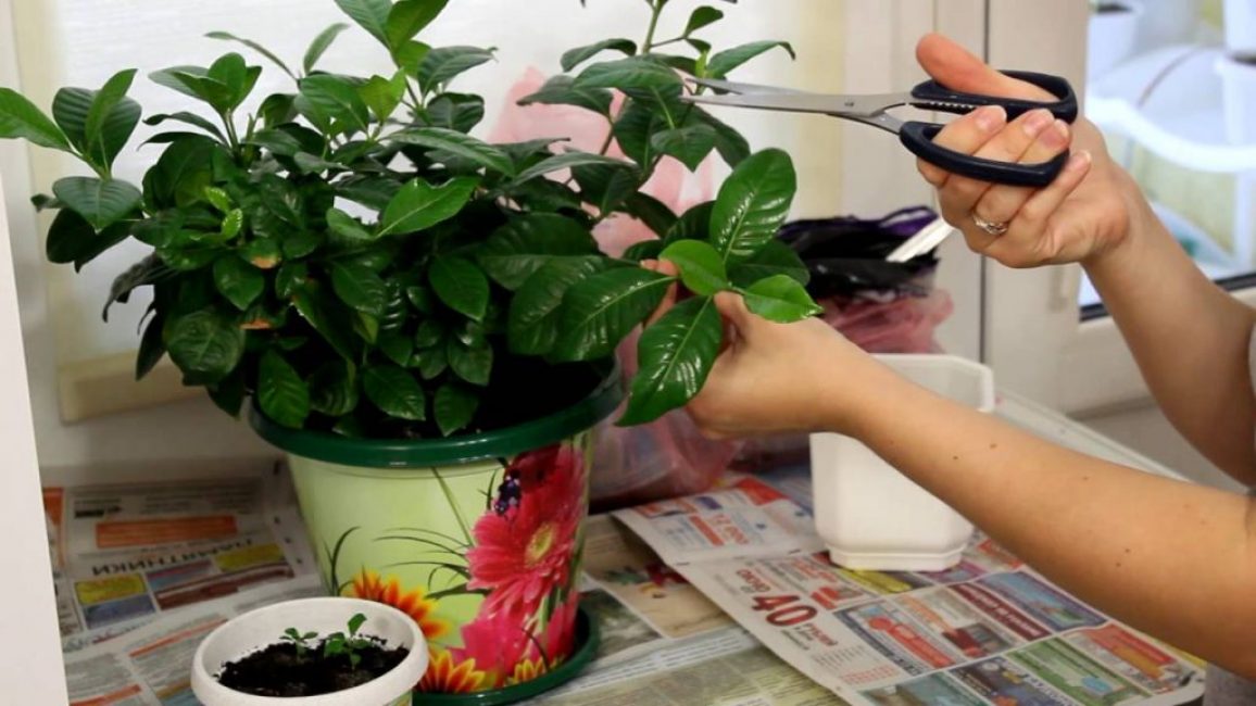 Jasmin gardénia. la reproduction