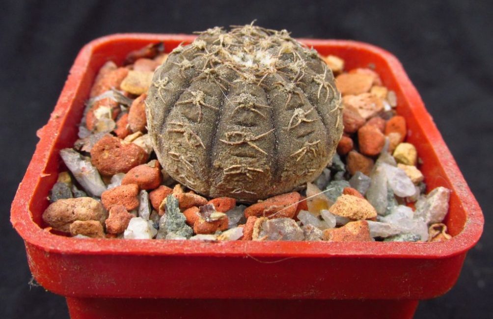 G. Ragonesii forme une tige sombre jusqu'à 3 de diamètre et seulement 1 cm de haut