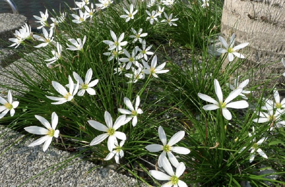 Utilisation en aménagement paysager