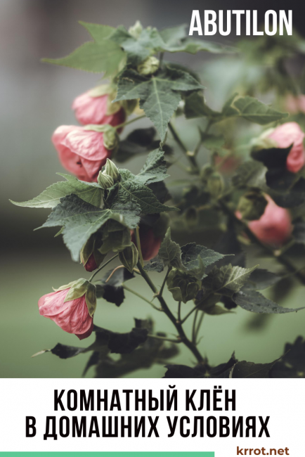 érable d'intérieur