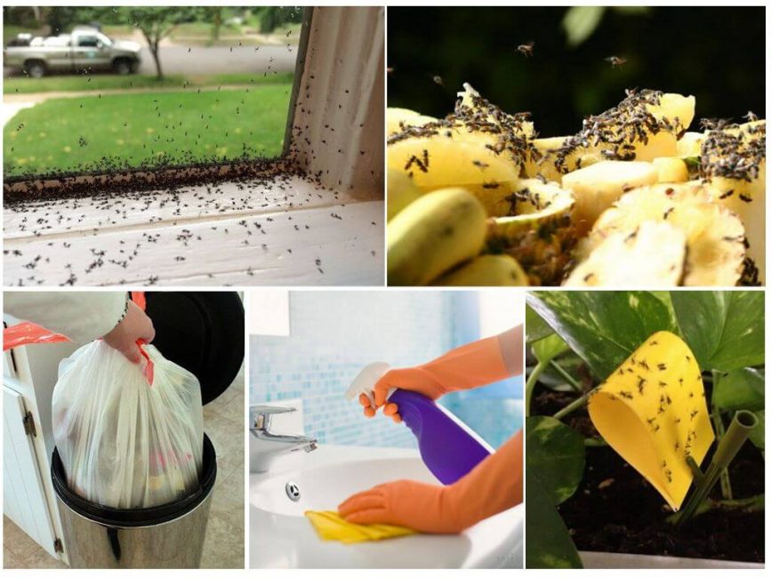 Comment se débarrasser des moucherons - façons de se battre