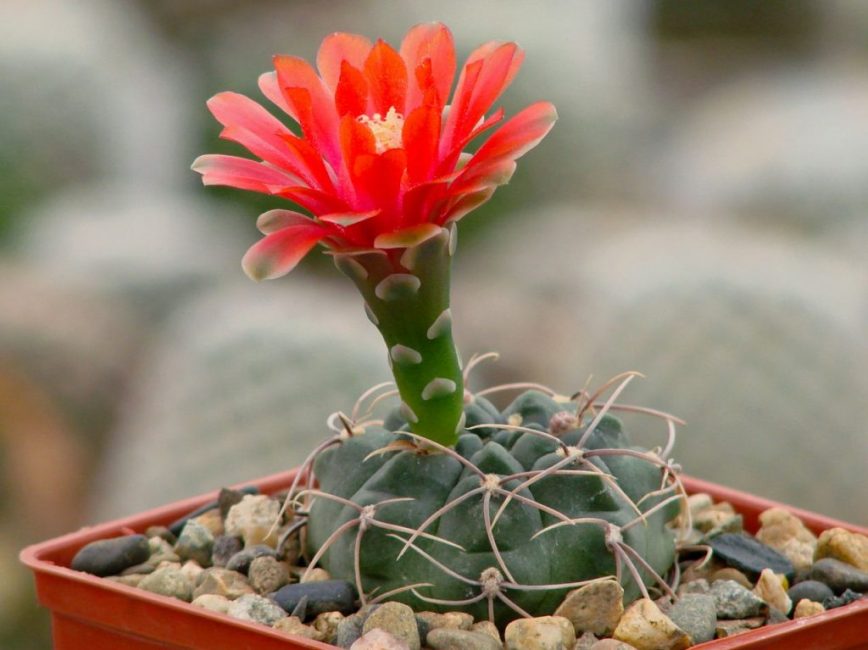 Gymnocalycium baldianum en fleurs