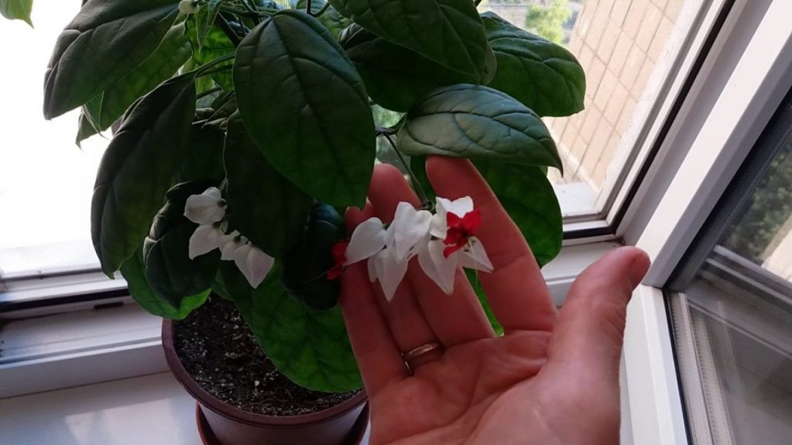 thompson clérodendron