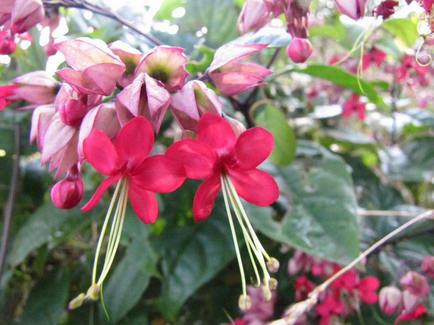 Clerodendrum thompson