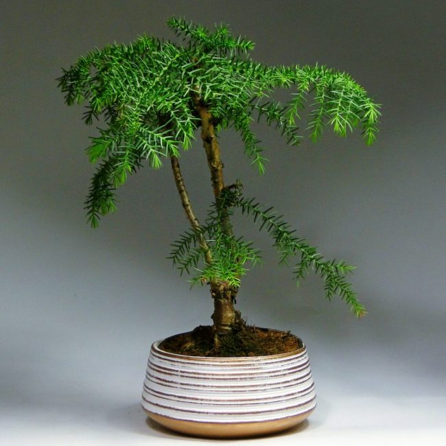 Compositions à base de plantes - Bonsai araucaria