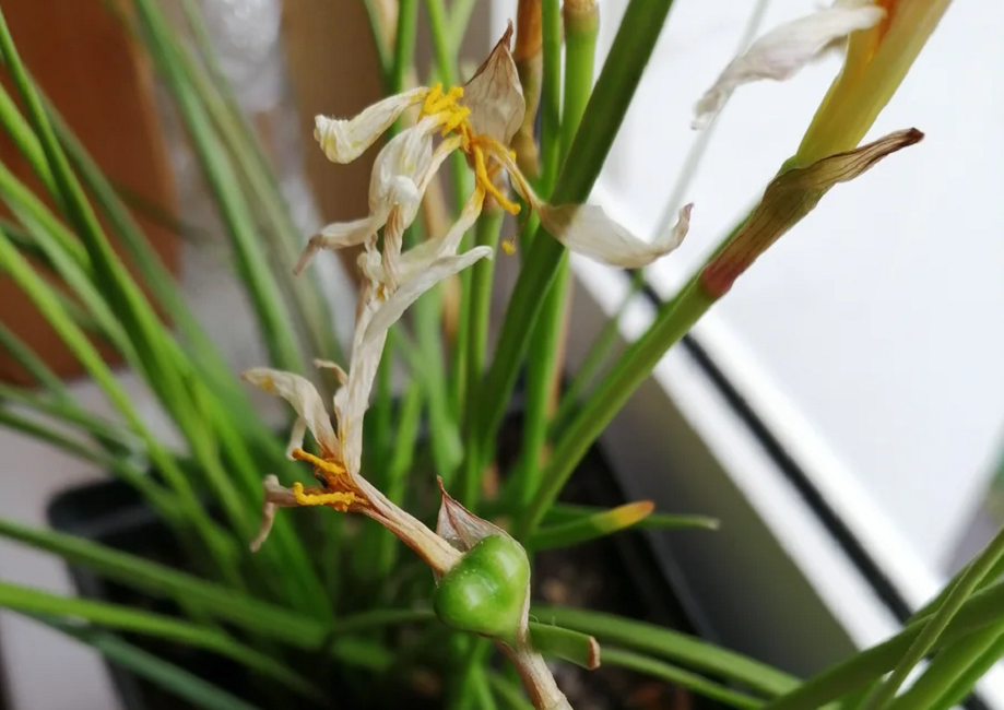 Boîte avec des graines